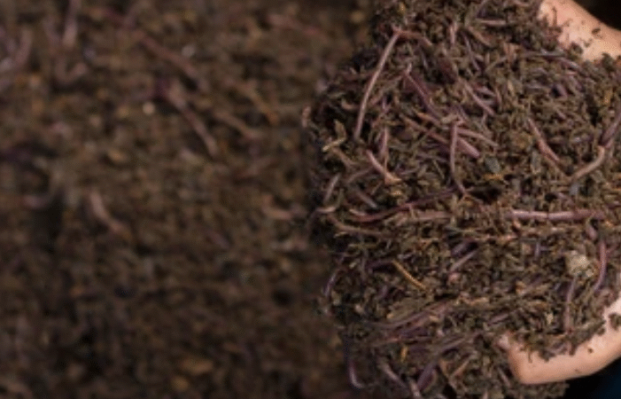 Vermicompost