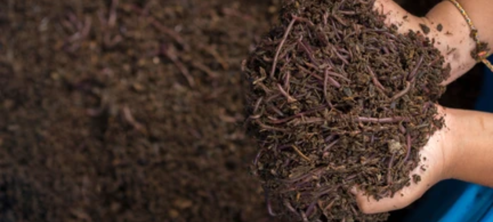 Vermicompost