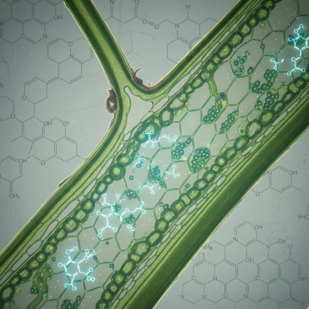 AMINO ACIDS - Image 3
