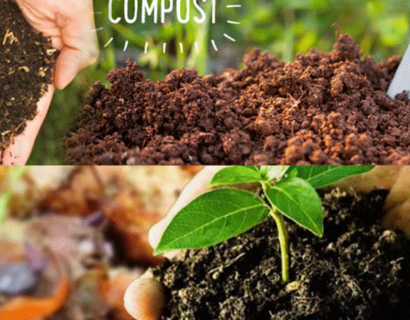 10 Reasons Why Organic Fertilizers Are Better for Farming: A Complete Guide by Greenway Fertilizers