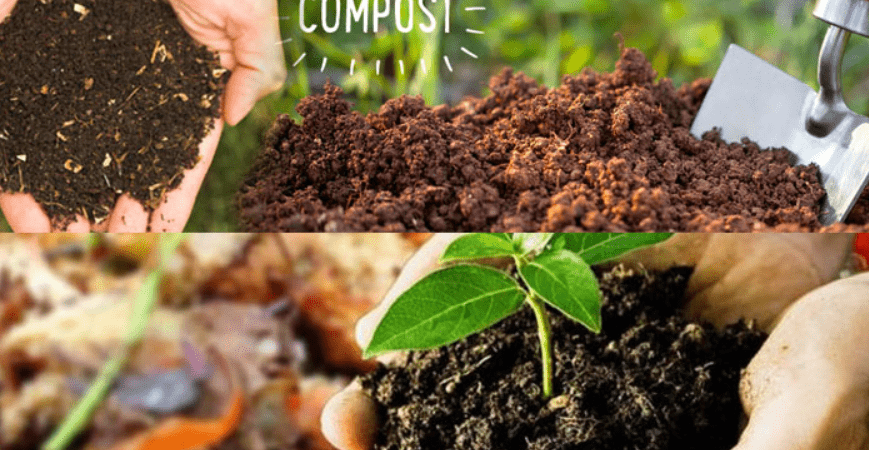 10 Reasons Why Organic Fertilizers Are Better for Farming: A Complete Guide by Greenway Fertilizers