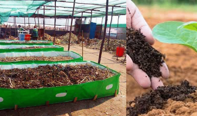 How Vermicompost Improves Soil Fertility: Complete Guide by Greenway Fertilizers