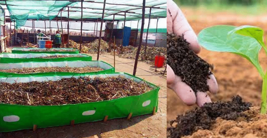 How Vermicompost Improves Soil Fertility: Complete Guide by Greenway Fertilizers