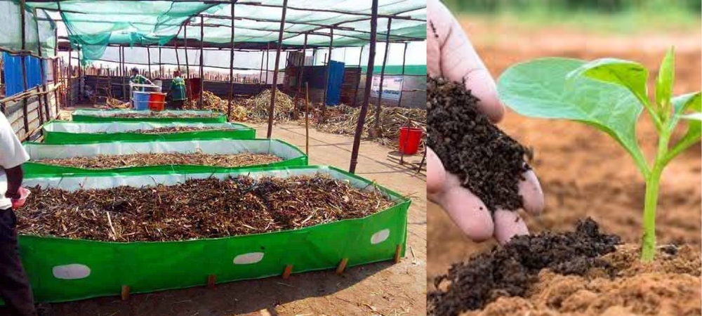 How Vermicompost Improves Soil Fertility: Complete Guide by Greenway Fertilizers
